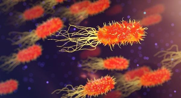 acetyl l carnitine sibo SIBO-Rebuild | L-Glutamine, L-Carnitine, Lion's Mane & Zinc for Intestinal Repair & ENS Support by Dr. Morstein Acetyl L-Carnitine  Jo Mar